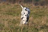 DALMATIEN 421